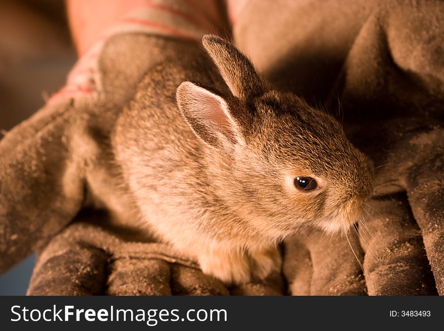 A small bunny rabbit is perched in a pair of caring hands. A small bunny rabbit is perched in a pair of caring hands.