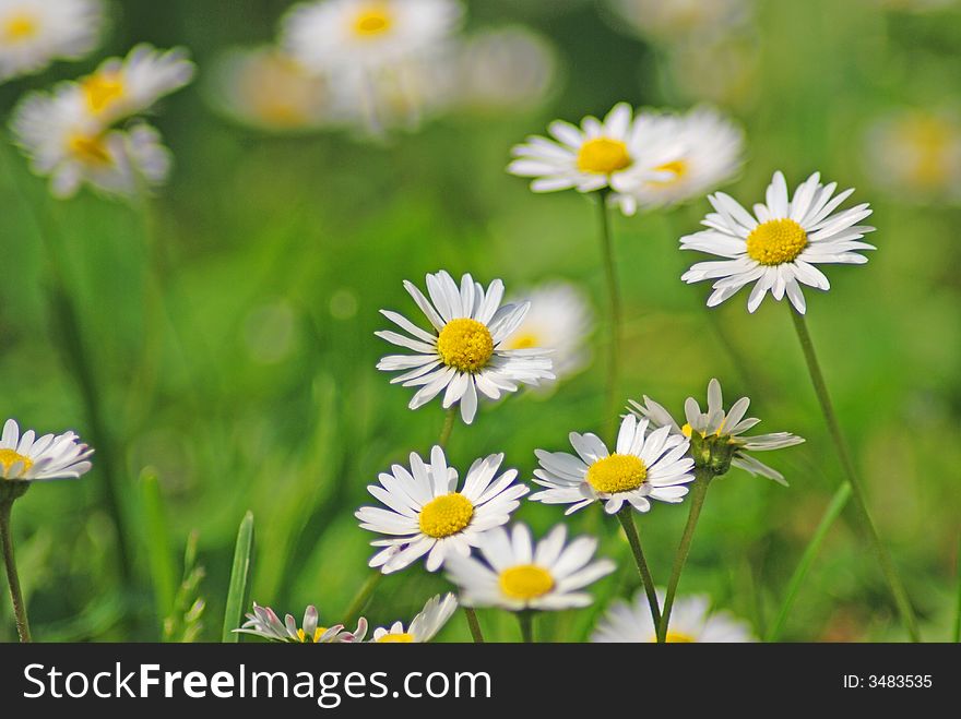 White daisies on a meadow
