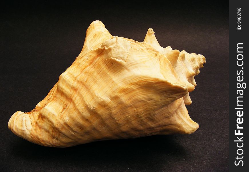 Seashell 1