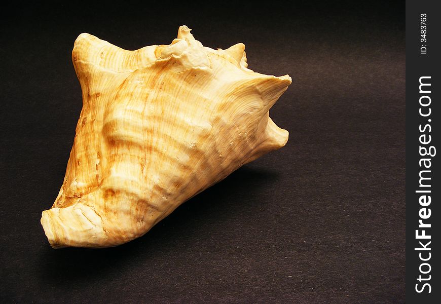 Seashell 2