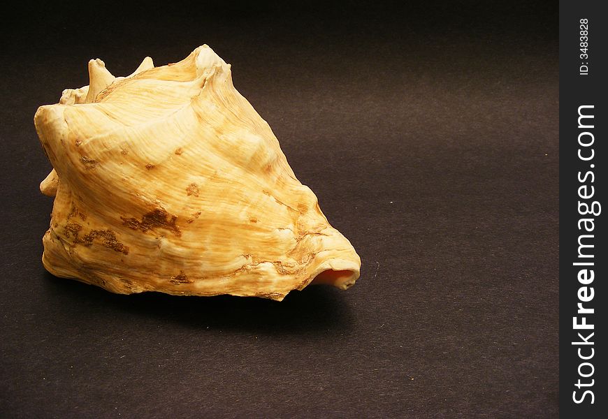 Close-up view of a seashell. Close-up view of a seashell