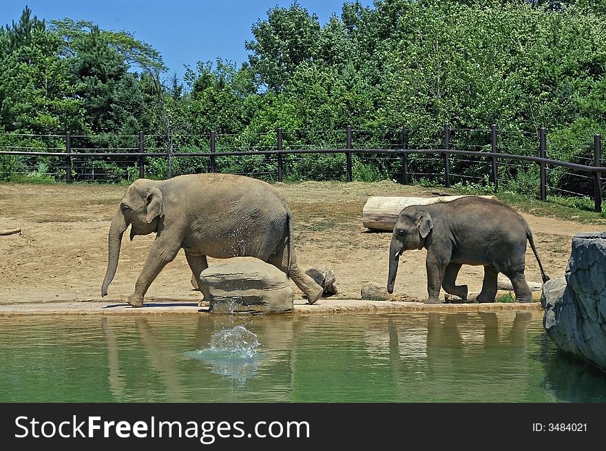 Mother and baby elephant walking through their enclosure