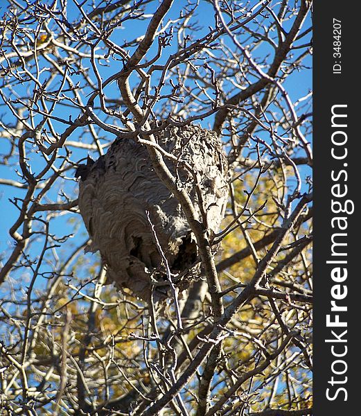 Hornet's nest in tree  - Vespa crabro