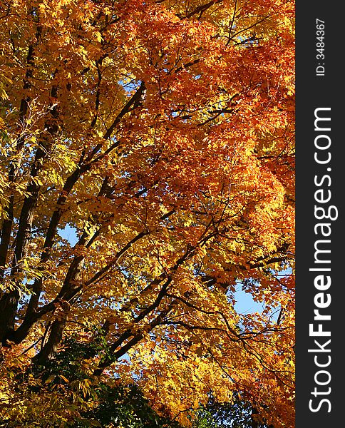 Maple tree in full  autumn color. Maple tree in full  autumn color