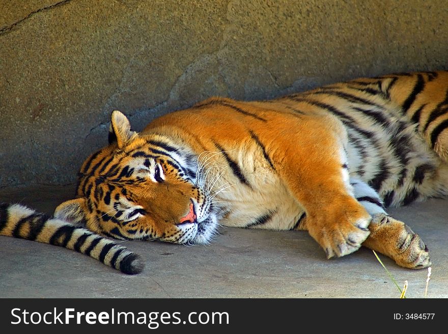 Tiger sleeping against a rock. Tiger sleeping against a rock