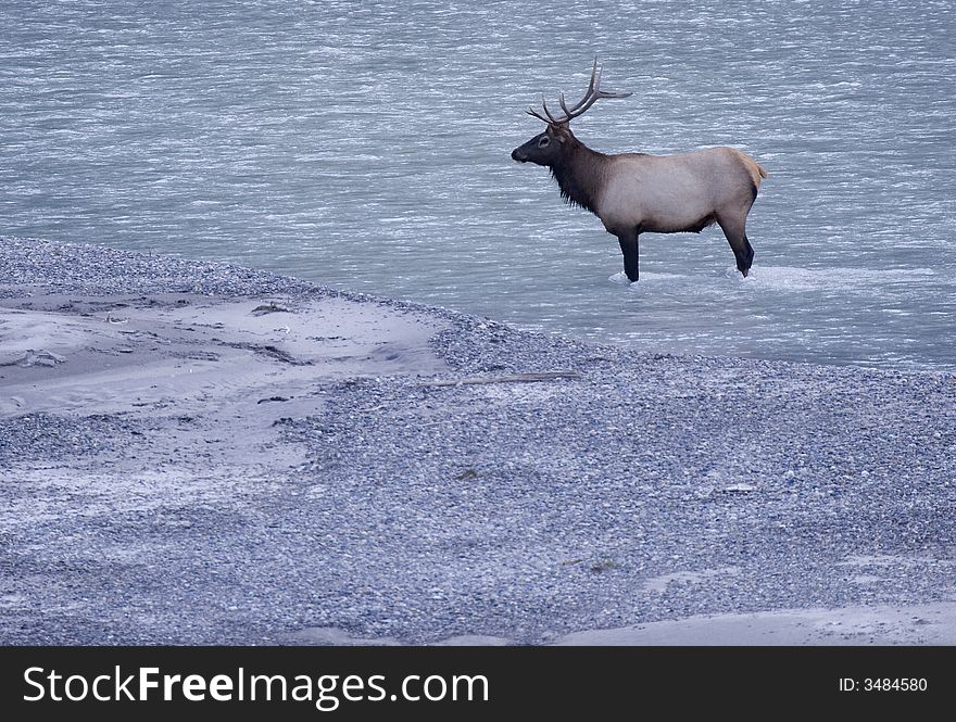 In pale blue morning light, a proud bull elk stands in a river in Banff National Park, Alberta, Canada. In pale blue morning light, a proud bull elk stands in a river in Banff National Park, Alberta, Canada.