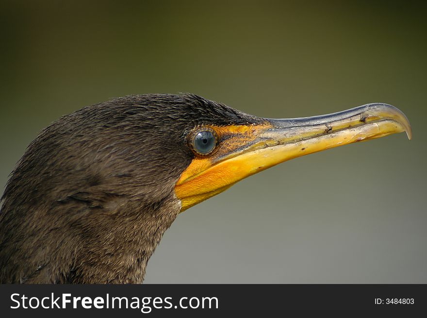 A beautiful Florida Everglades Bird. A beautiful Florida Everglades Bird