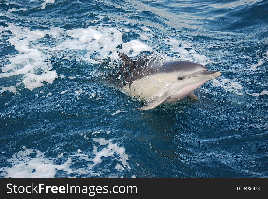 Dolphin in the Bay of Gibraltar. Dolphin in the Bay of Gibraltar.