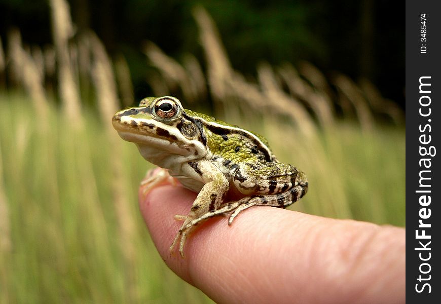 Litlle green frog sitting on finger. On background is green grass. Litlle green frog sitting on finger. On background is green grass.