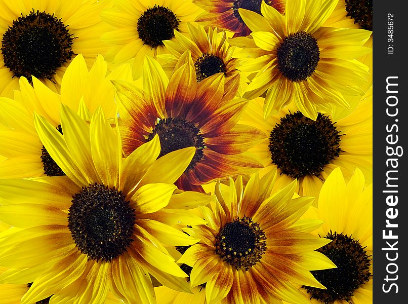 Background of colorful yellow and red sunflowers. Background of colorful yellow and red sunflowers
