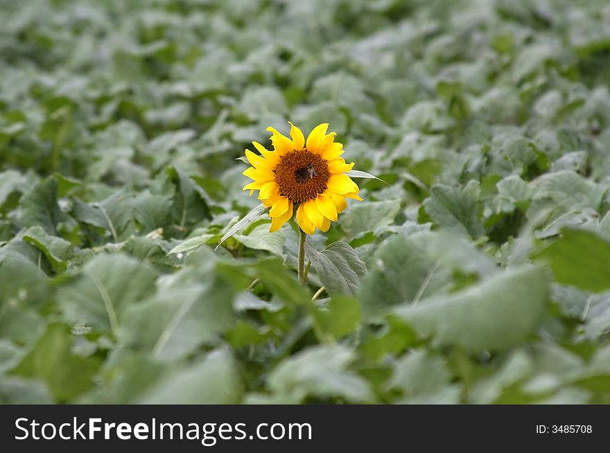 Sunflower isolated in green field, sunflower with its head raised over a green field. Sunflower isolated in green field, sunflower with its head raised over a green field