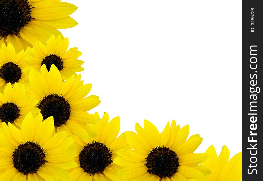Yellow sunflowers frame on white background. Yellow sunflowers frame on white background