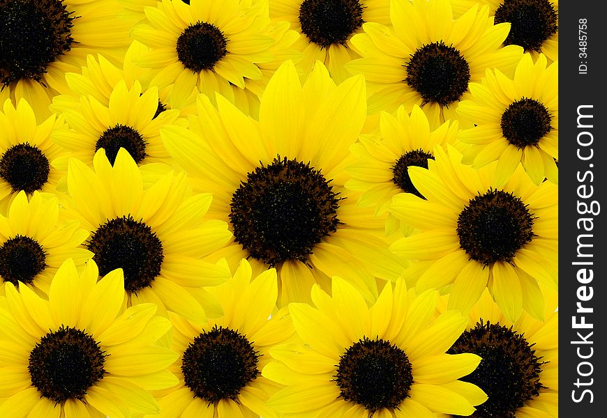 Background of beautiful yellow sunflowers. Background of beautiful yellow sunflowers