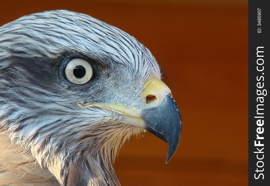 Close-up of brown feathered bird. Head is in profile with beak and eye in focus. Close-up of brown feathered bird. Head is in profile with beak and eye in focus.