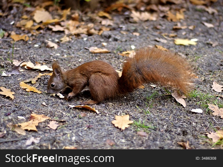 Wild squirrel in the park looking for food with autumn leaves