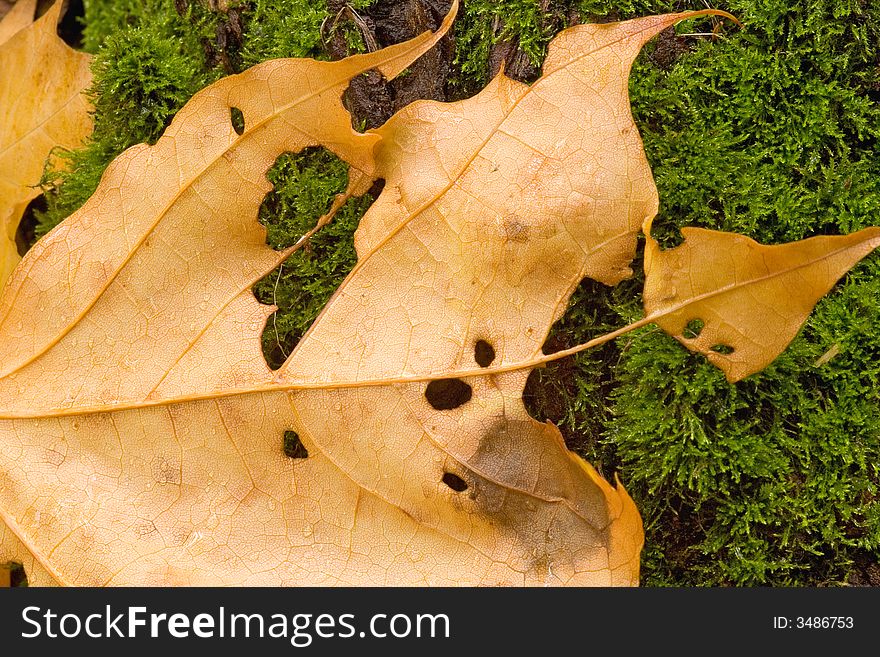 Falled maple's leaf with drops of water on a moss. Falled maple's leaf with drops of water on a moss