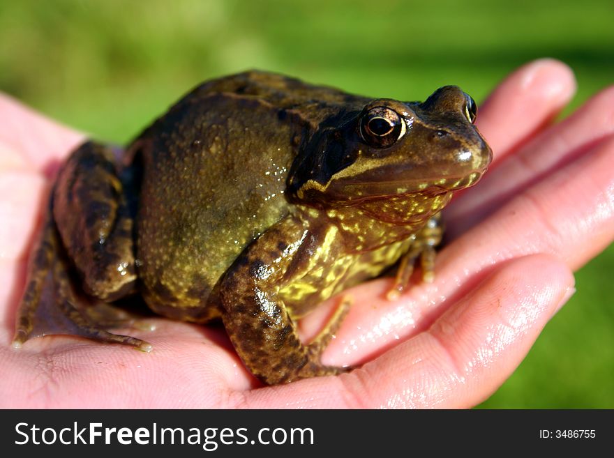 Frog in a boy's hand
