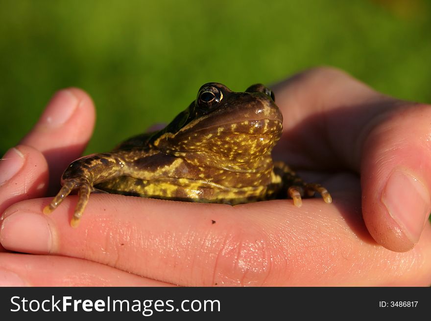 Frog in a boy's hand