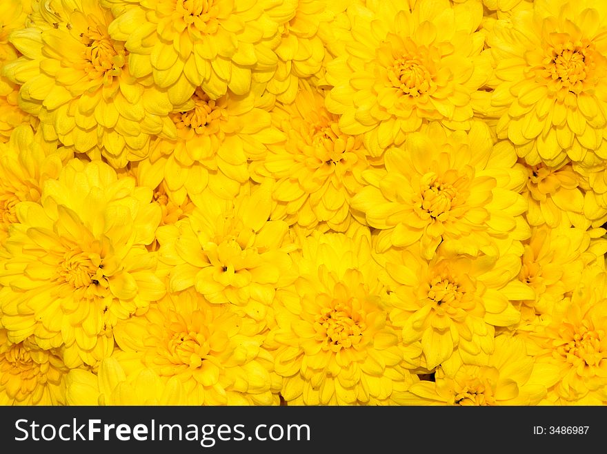 Bright yellow chrysanthemums in brilliant color for the fall season. Bright yellow chrysanthemums in brilliant color for the fall season