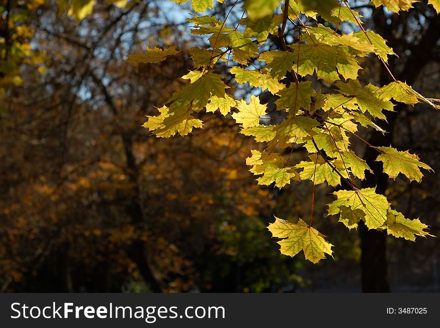 The fall of the Leafs. The fall of the Leafs