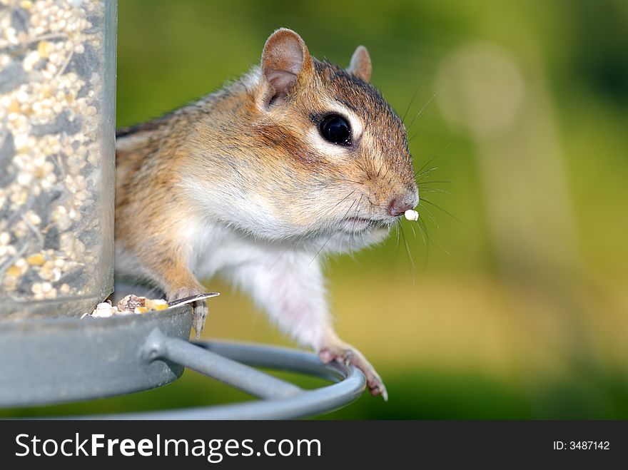 A chipmunk caught in the act of raiding the bird feeder. A chipmunk caught in the act of raiding the bird feeder.