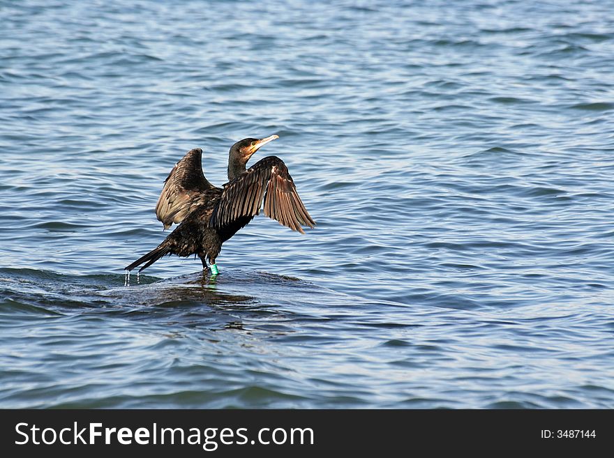 A black cormorant stretching the wings in the wind (phalacrocorax carbo)