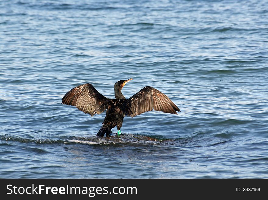 A black cormorant stretching the wings in the wind (phalacrocorax carbo)