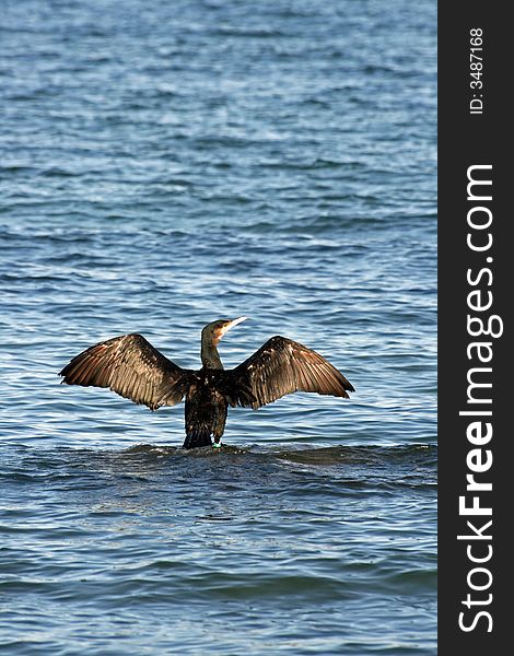 A black cormorant stretching the wings in the wind (phalacrocorax carbo)