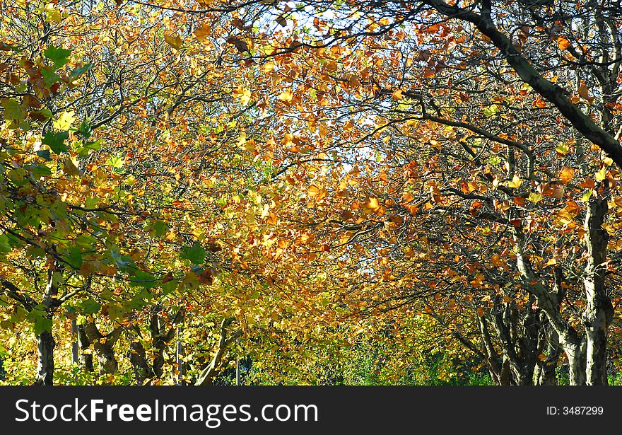 Landscape image of trees at autumn season. Landscape image of trees at autumn season