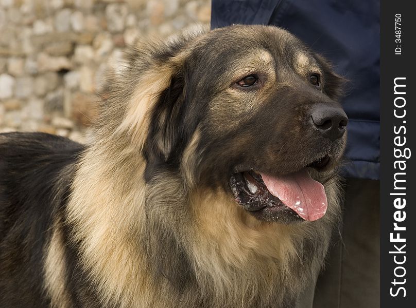 Beatiful Mountain Dog