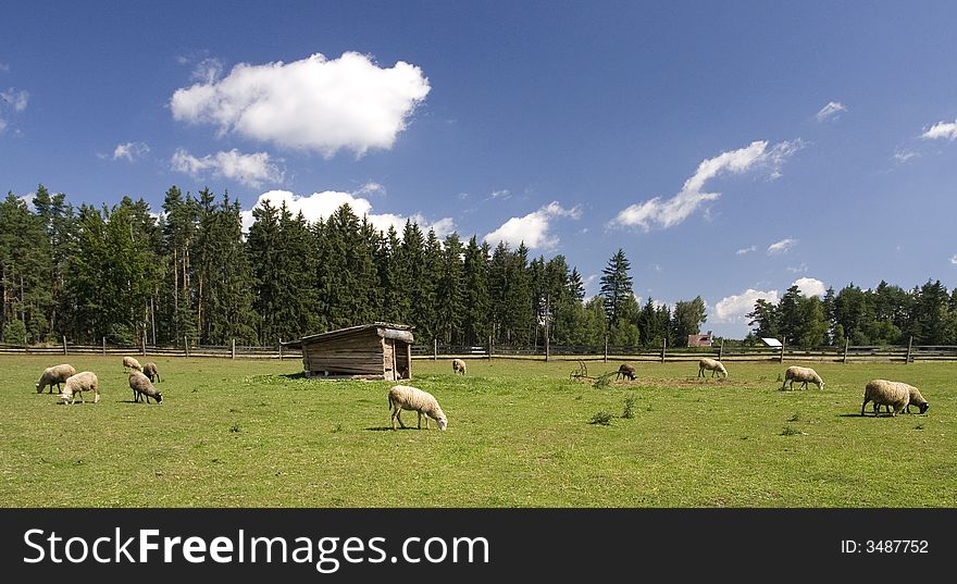Sheep grazing on green land (panoramic view). Sheep grazing on green land (panoramic view)