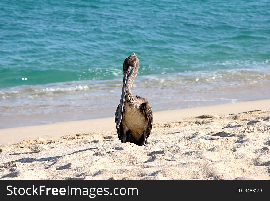 A wild bird taking a nap on a beach in Mexico. A wild bird taking a nap on a beach in Mexico.