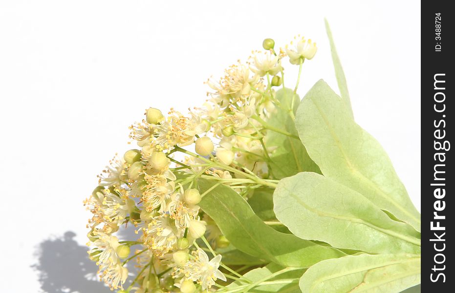 Live linden flowers on white background. Live linden flowers on white background