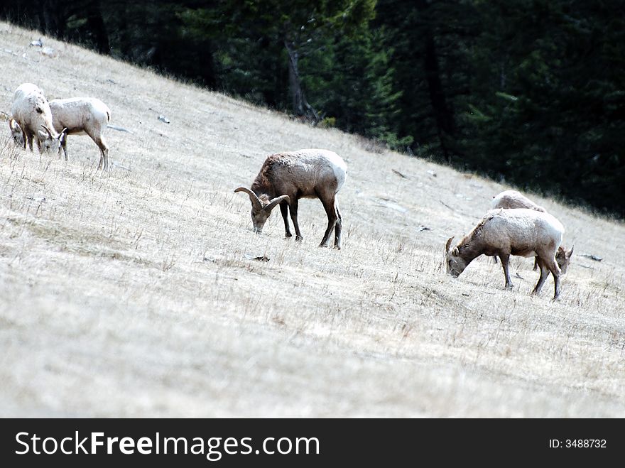 Long Horn Sheep grazing on a steep incline. Long Horn Sheep grazing on a steep incline.