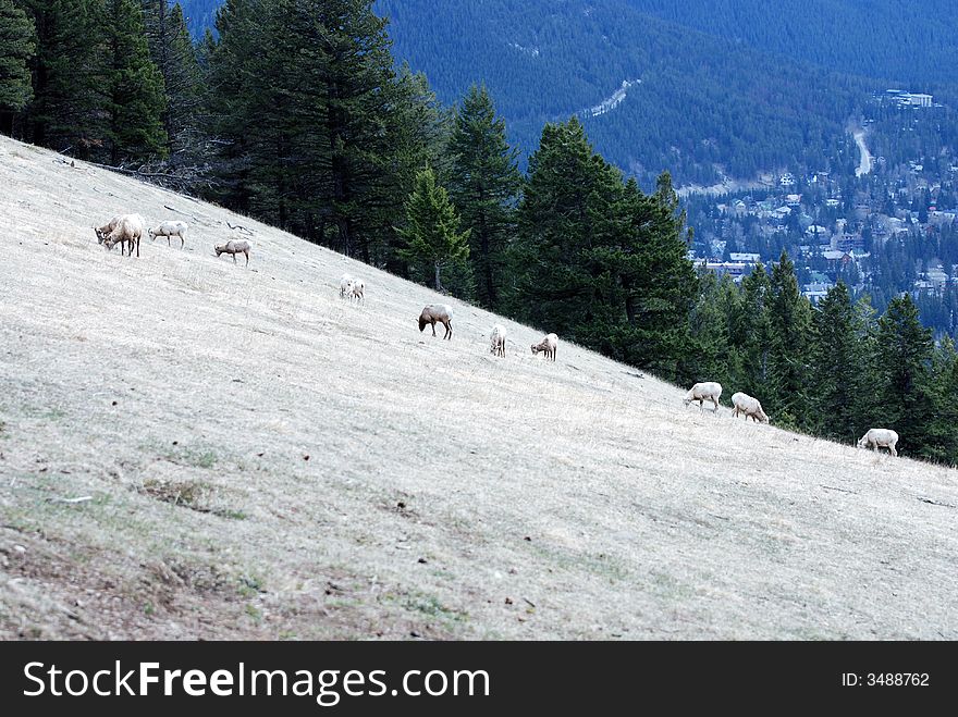 Long Horn Sheep grazing on a steep incline. Long Horn Sheep grazing on a steep incline.