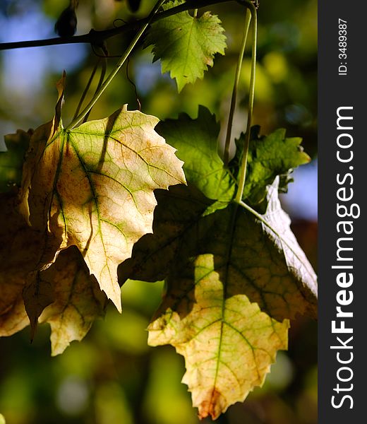 Vineyard branch with green leaves well lighted. Vineyard branch with green leaves well lighted