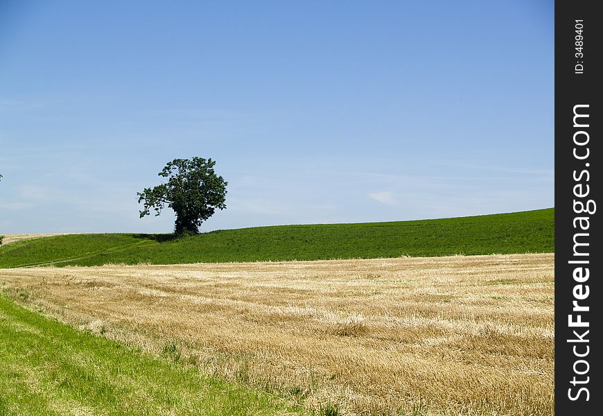 One small tree on the green field in France