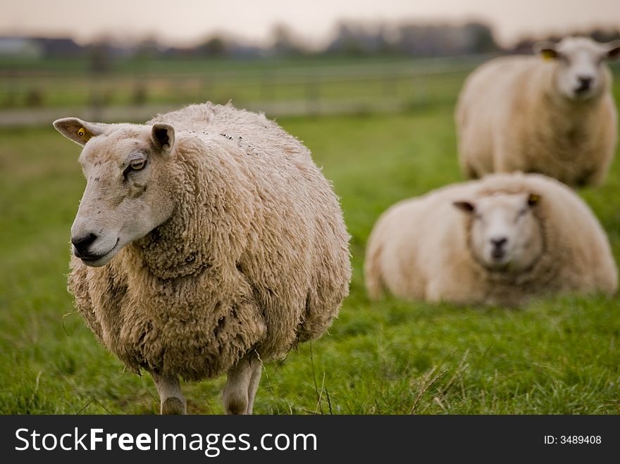 Flok of sheeps, one walks away