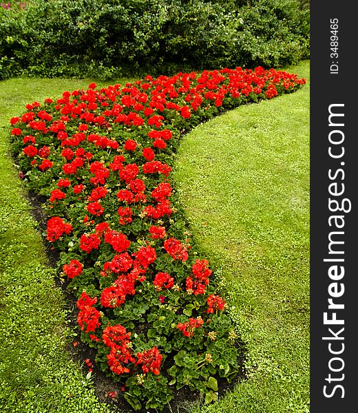 Red flowers in Royal park