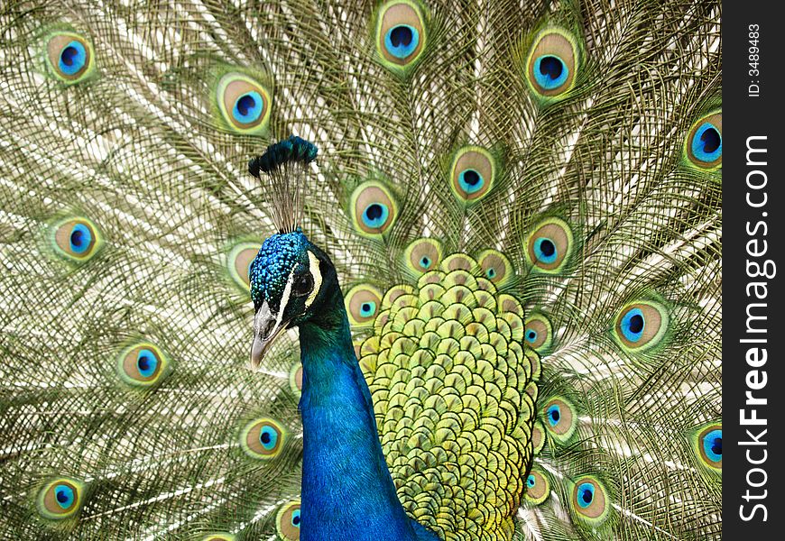 Beautiful and colorful peacock in Royal park - Warsaw
