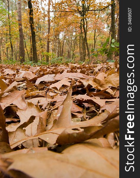 Fallen Leaves In The Woods