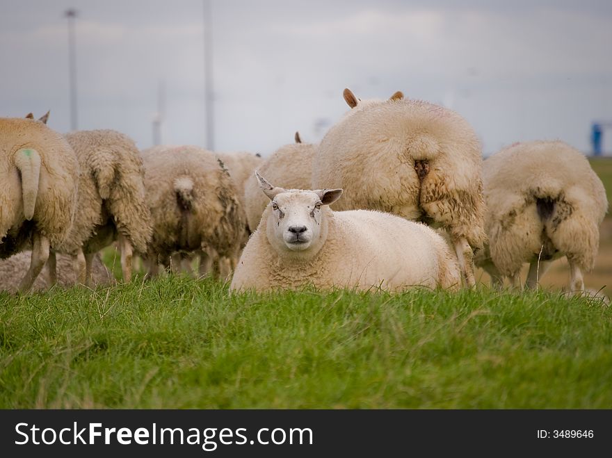 Lazy Sheep left behind in the meadow