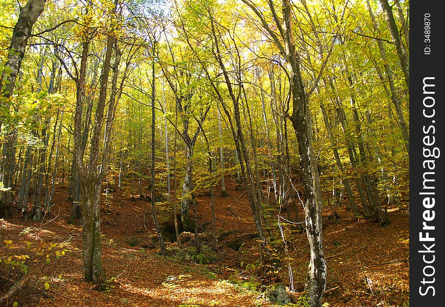 Autumn Colors In The Forest
