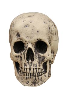 Human Skull. Royalty Free Stock Image Human Skull. Royalty Free Stock Image