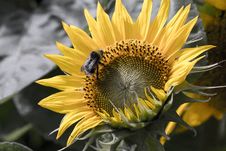 Bumblebee On Sunflower Stock Photo Bumblebee On Sunflower Stock Photo