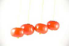 Hanging Tomatos Stock Photo
