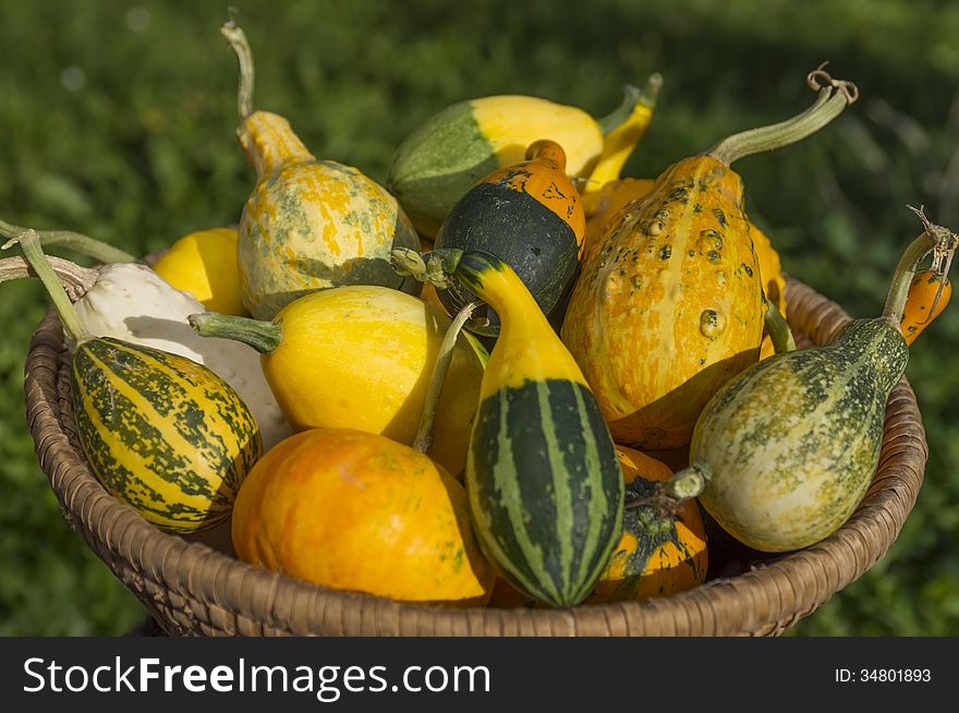 Many vegetable marrows in a basket. Many vegetable marrows in a basket.