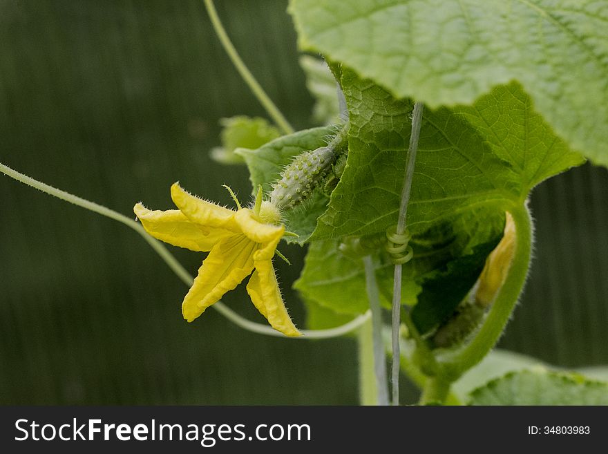 Flowering Cucumber