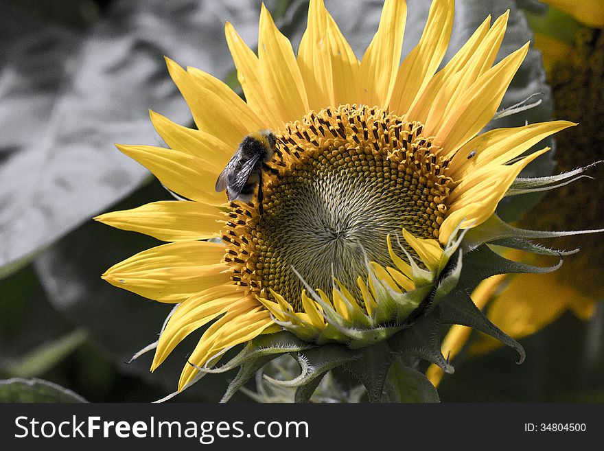 Bumblebee on big yellow sunny summer sunflower. Bumblebee on big yellow sunny summer sunflower