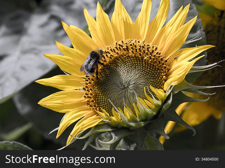 Bumblebee On Sunflower